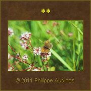 Image n59 - Papillon bless et abim
